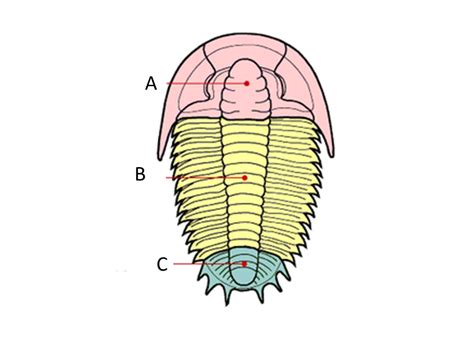 Trilobite morphology Diagram | Quizlet