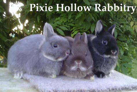 Netherland Dwarf Show Rabbits in Pa | USA Rabbit Breeders