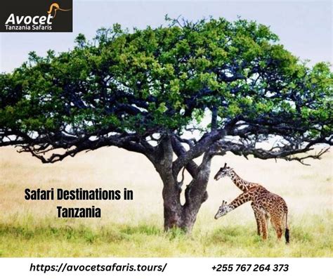 Safari Destinations in Tanzania - Avocet Tanzania Safaris Ltd - Medium