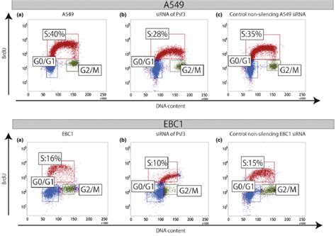 Cellular BrdU incorporation assay for the evaluation of the DNA ...