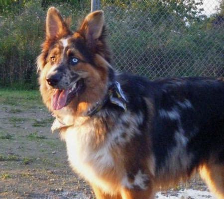 Shep the Australian Shepherd Mix | Dogs | Daily Puppy