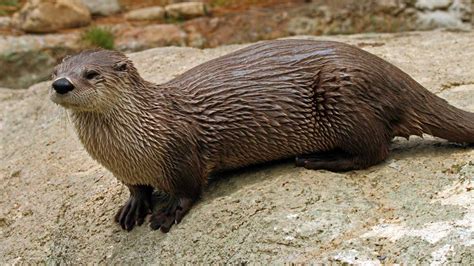 North American River Otter: An Unlikely Apex Predator