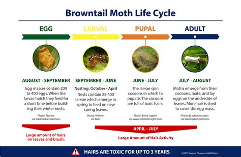 Browntail Moth Infestation and Rash - Get the Facts Now