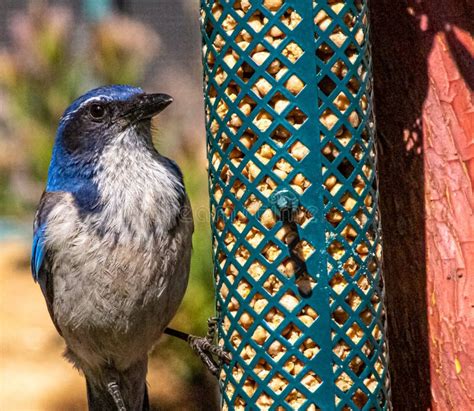 California Scrub Jay at Feeder Stock Photo - Image of hanging, feeder ...