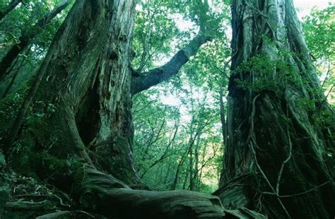 Mount Kenya forest Project - Global Biodiversity Protection