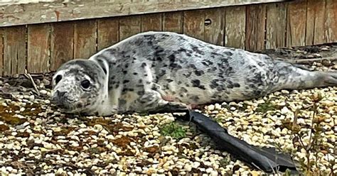 Baby seal back in wild after rescue crossing N.J. highway - CBS ...