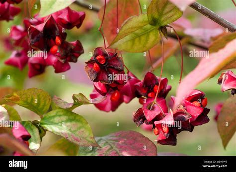 Euonymus berries hi-res stock photography and images - Alamy