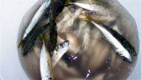 Life Cycle of Minnows | Sciencing