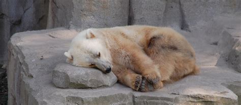 Grolar Bears | Office for Science and Society - McGill University