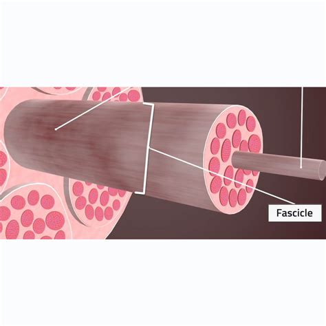 Muscle Construction | 3D Muscle Lab