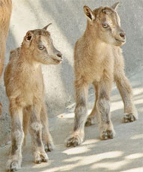 Markhors: WIld Goats Make Cute Babies - Baby Animal Zoo