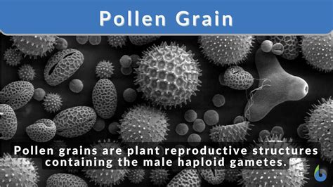 Pollen Grain Definition and Examples - Biology Online Dictionary