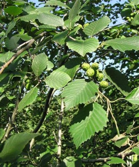 Red Alder - Alnus rubra | Trees by Post