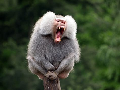 Hamadryas Baboon by Edwin Butter on YouPic