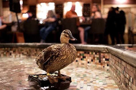 Peabody Ducks Duck - Free photo on Pixabay - Pixabay