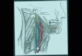 Hypoglossal Nerve - 12th Cranial Nerve Connects to Tongue : elperfecto ...