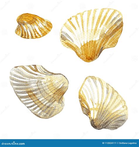 Shell painted watercolor stock illustration. Illustration of shell ...