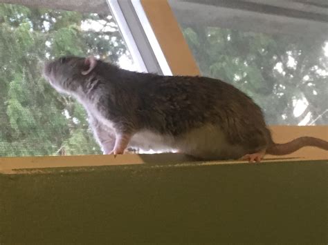 The majestic wolfrat surveying his territory : r/RATS