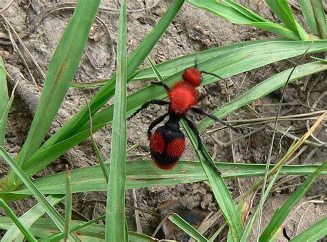 Red Velvet Ant Photograph by Kimo Fernandez - Fine Art America