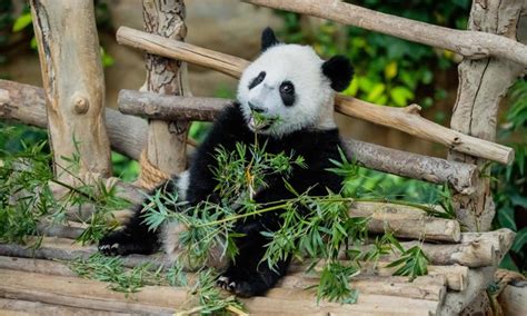 3rd locally born giant panda cub in Malaysia named Sheng Yi - Global Times