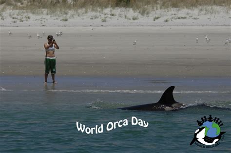 Supporters of Orca Conservation - World Orca Day