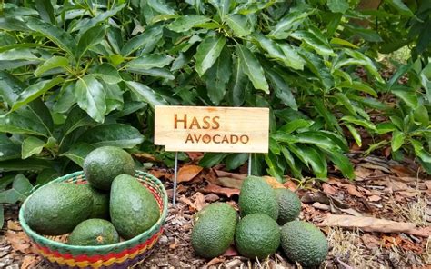 The Hass avocado tree: a profile - Greg Alder's Yard Posts: Southern ...