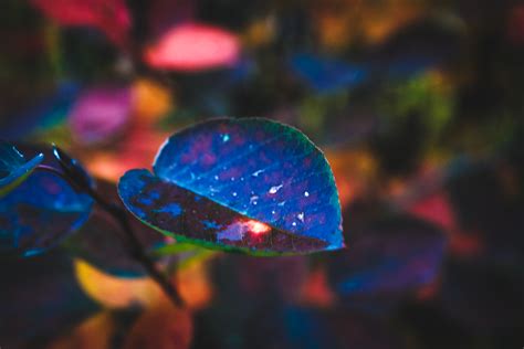 무료 이미지 : 잎, 하락, 가을, 빨간, 자, 비, 푸른, 빛, 짙은 청록색, 조명, 매크로 사진, 닫다, Colorfulness, 하늘, 강청색, 사진술, 식물, 공간 ...