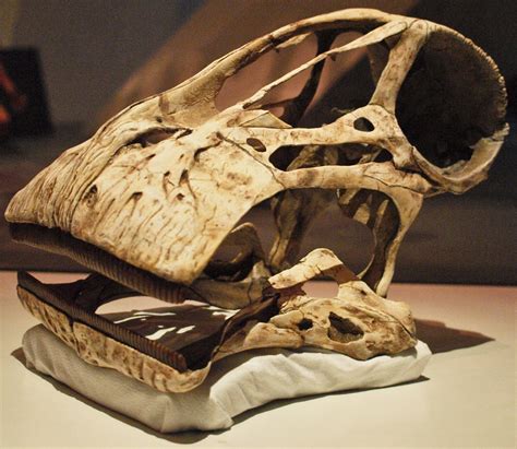 The skull of Nigersaurus Taqueti, found in Niger in western Africa. This 30-foot sauropod's ...