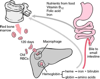 Glycosylated hemoglobin | definition of glycosylated hemoglobin by ...