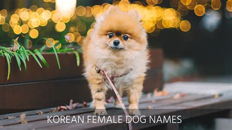 Ultimate List of the Top 500+ Korean Dog Names - Cute, Popular, Female ...