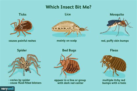 How to Tell an Insect Bite From a MRSA Infection