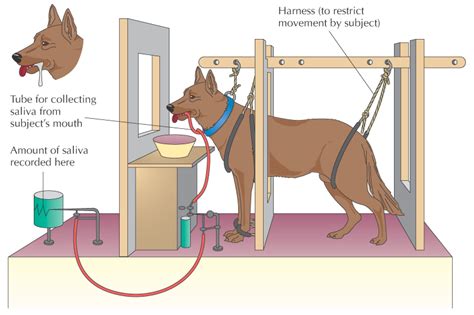 What Is The Pavlov Dog Experiment