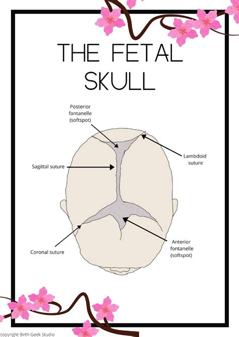 Fetal Skull Diagram Blank