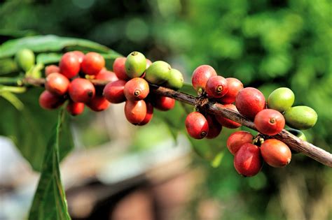 Growing Coffee in a Pot or on a Plantation - Coffee Supremacy