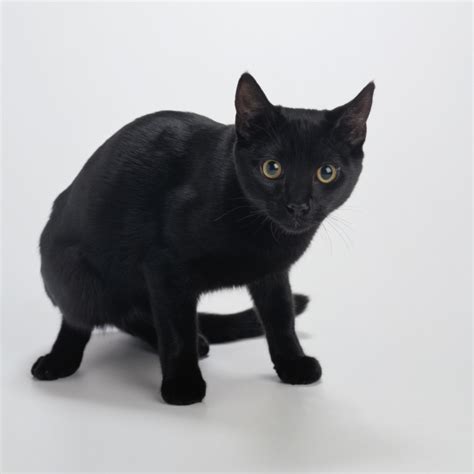 Black American Shorthair Vs. Bombay Cat | Animals - mom.me