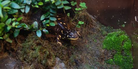 Barred tiger salamander | Smithsonian's National Zoo