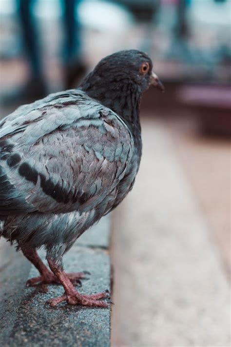 Black Pigeon on Concrete Floor · Free Stock Photo