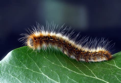 무료 이미지 : 곤충, 무한 궤도, 무척추 동물, 유충, Eastern tent caterpillar, Lymantria dispar dispar, 유기체, 나방과 나비 ...