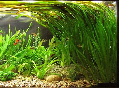 Jungle Vallisneria Bunch Plants Bare Root – Tall Plants for Backgrounds – AquaLeaf Aquatics ...