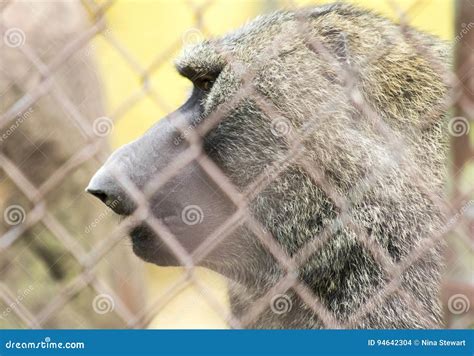 Baboon with large nose stock photo. Image of cage, baboon - 94642304