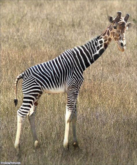 giraffe zebra Pictures - Freaking News | Zebra pictures, Zebra, Giraffe