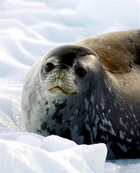 Crabeater Seal – "OCEAN TREASURES" Memorial Library