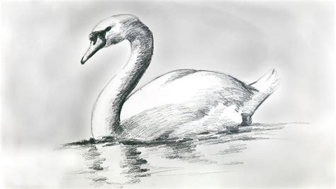 How to draw a swan by pencil | সহজ হাঁস ড্রয়িং | easy swan drawing - YouTube