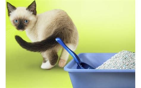 5 ESSENTIAL WAYS TO SOLVE YOUR CAT LITTER BOX PROBLEMS – Cat Evolution NZ