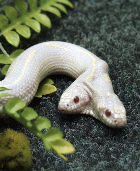 Top 10 Albino Animals – PawNation | FollowPics | Albino animals, Rare ...