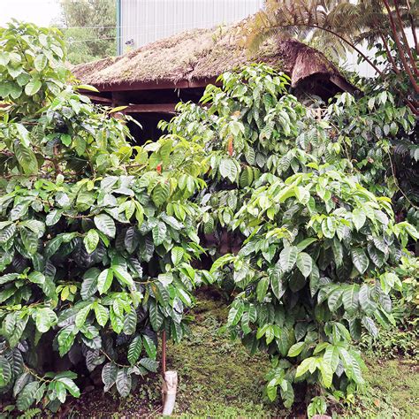 Kona coffee farm tour – Bay Area Fashionista