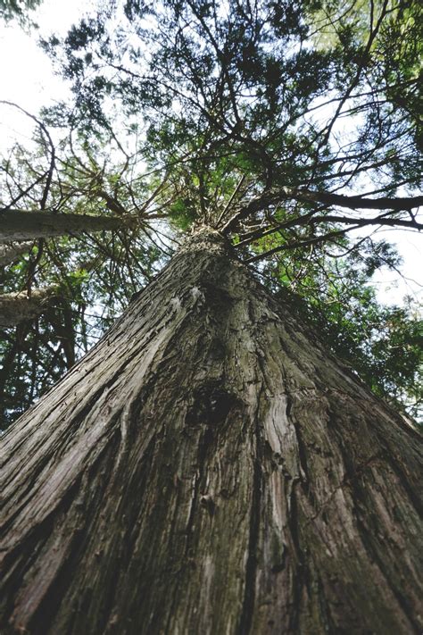 Free stock photo of canopy, forest, nature