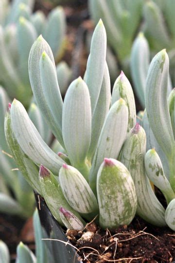 Blue Chalksticks (Senecio mandraliscae): Grow & Care Guide - Planterior Collective