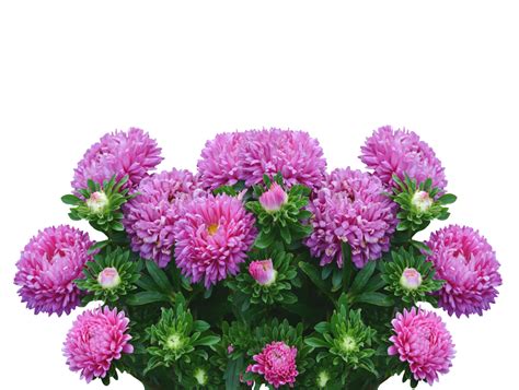 Asters Autumn Flowers Purple Fall Asters – Clean Public Domain