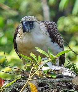 Philippine Eagle Facts - Philippine Eagle Diet - Philippine Eagle Habitat